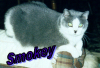 Smokey_Cat.jpg
